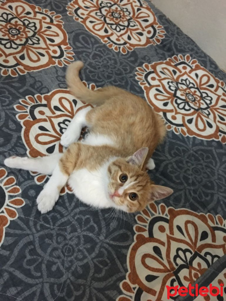 Tekir Kedi, Kedi  Dalin fotoğrafı