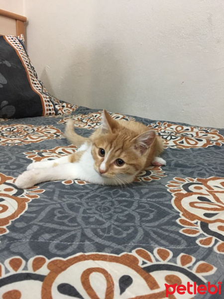 Tekir Kedi, Kedi  Dalin fotoğrafı
