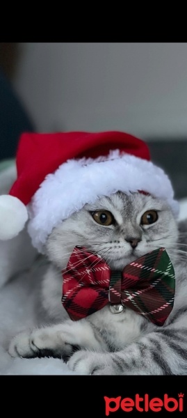 British Shorthair, Kedi  Sirius fotoğrafı