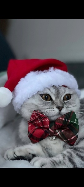 British Shorthair, Kedi  Sirius fotoğrafı