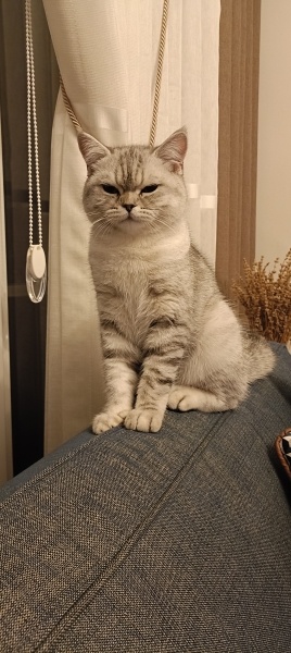 British Shorthair, Kedi  Sirius fotoğrafı