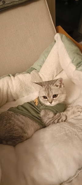 British Shorthair, Kedi  Sirius fotoğrafı