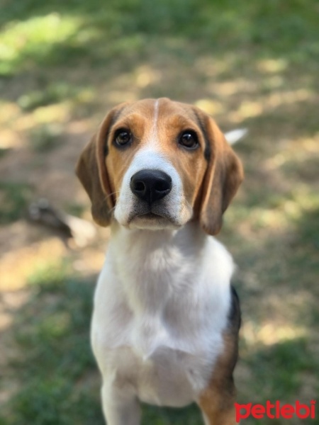 Beagle, Köpek  Rocky fotoğrafı