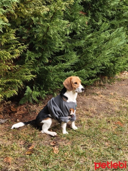Beagle, Köpek  Rocky fotoğrafı