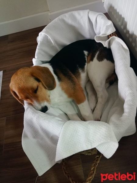 Beagle, Köpek  Rocky fotoğrafı