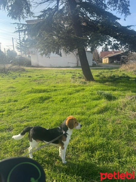 Beagle, Köpek  Rocky fotoğrafı