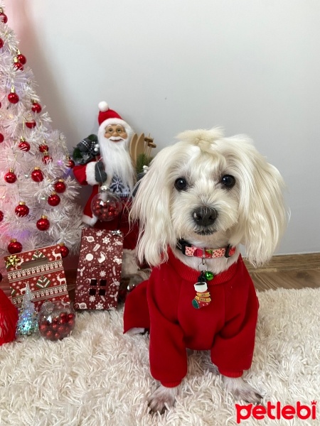 Maltese, Köpek  BaNi fotoğrafı