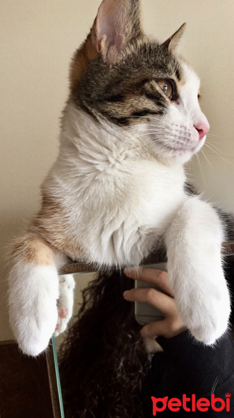 European Shorthair, Kedi  Duman fotoğrafı