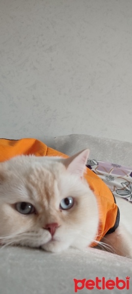 Scottish Fold, Kedi  Latte fotoğrafı