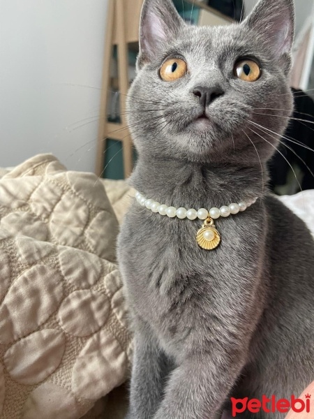 British Shorthair, Kedi  fıstık fotoğrafı
