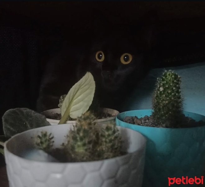 Tekir Kedi, Kedi  NAZLI fotoğrafı