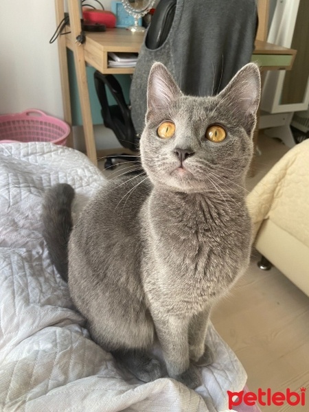 British Shorthair, Kedi  Fıstık fotoğrafı