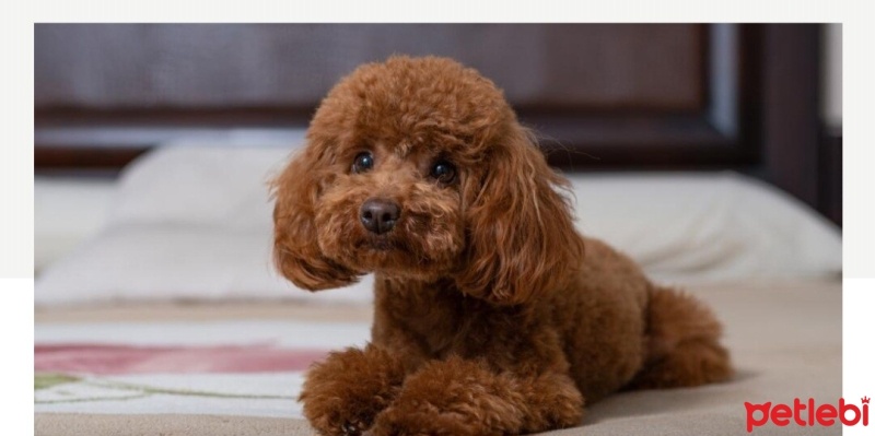 Poodle(Standart Kaniş), Köpek  Badem fotoğrafı
