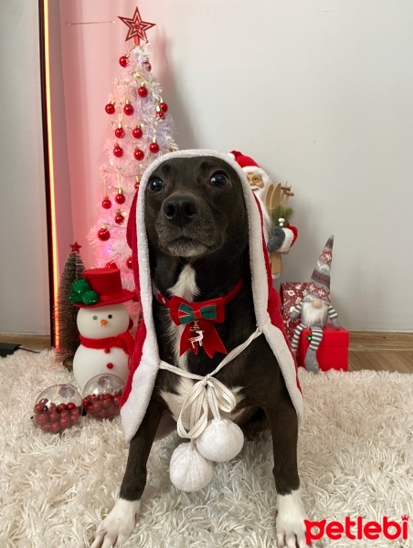 Sokö (Sokak Köpeği), Köpek  Dobby fotoğrafı