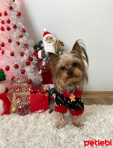 Yorkshire Terrier, Köpek  Bücür fotoğrafı