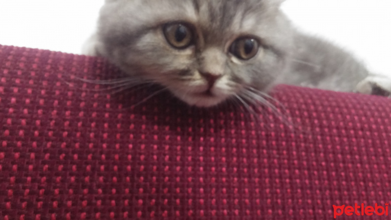 Scottish Fold, Kedi  Zuzu fotoğrafı