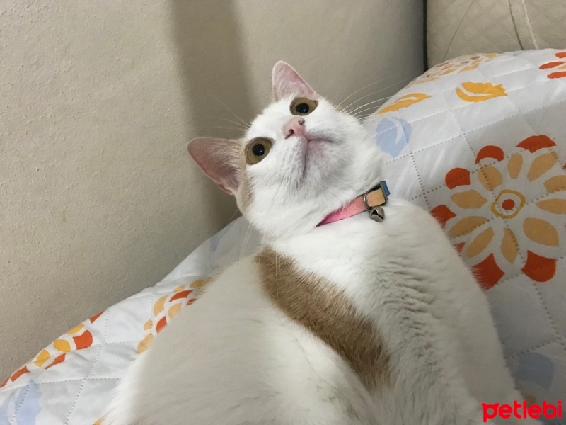 Tekir Kedi, Kedi  Rose fotoğrafı