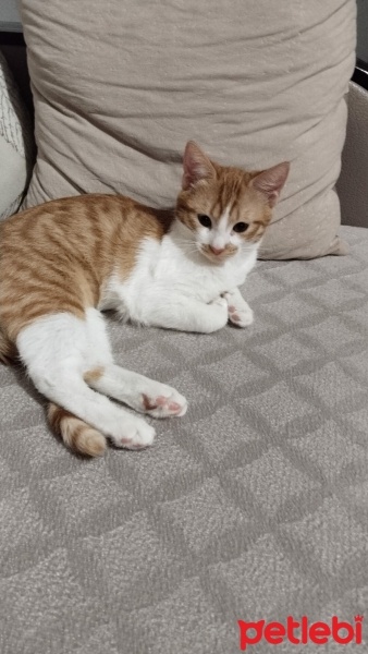 Tekir Kedi, Kedi  Şeker fotoğrafı