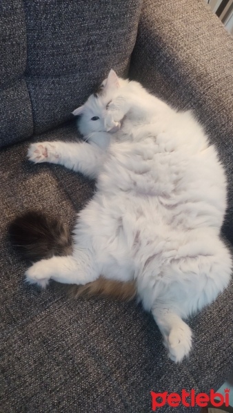Ankara Kedisi, Kedi  Paspas fotoğrafı