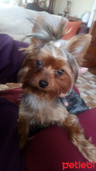 Yorkshire Terrier, Köpek  Minnie fotoğrafı