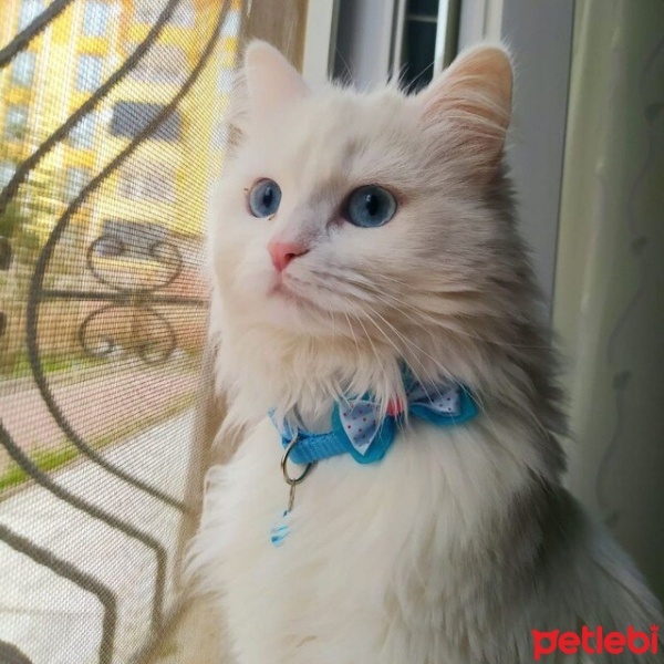 Ankara Kedisi, Kedi  Lady fotoğrafı