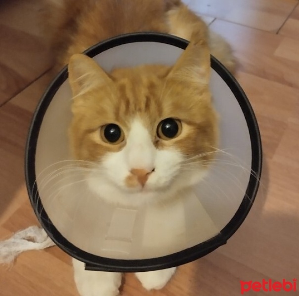 Sarman, Kedi  KARAMEL fotoğrafı