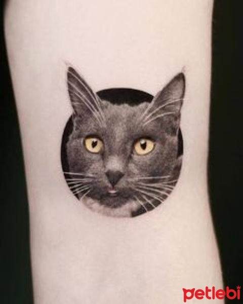 Tekir Kedi, Kedi  DUMAN fotoğrafı