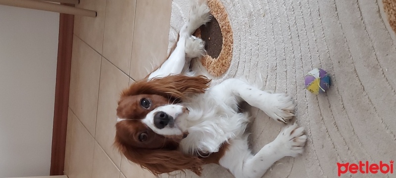 King Charles Spaniel, Köpek  Bonny fotoğrafı