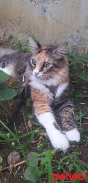 Tekir Kedi, Kedi  Upsy Daisy fotoğrafı