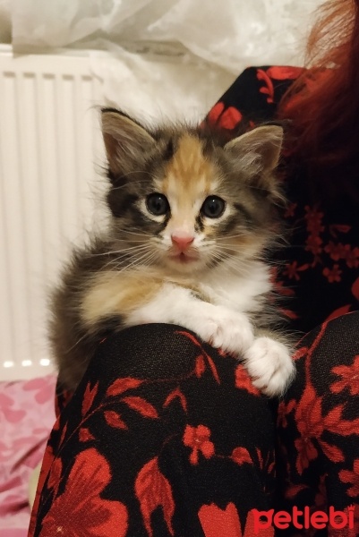 Tekir Kedi, Kedi  Upsy Daisy fotoğrafı