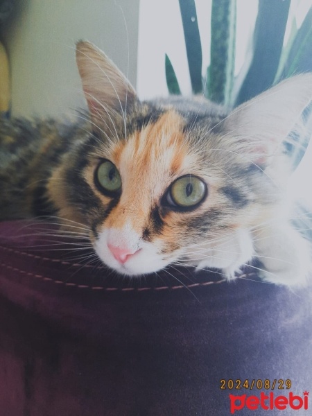 Tekir Kedi, Kedi  Upsy Daisy fotoğrafı
