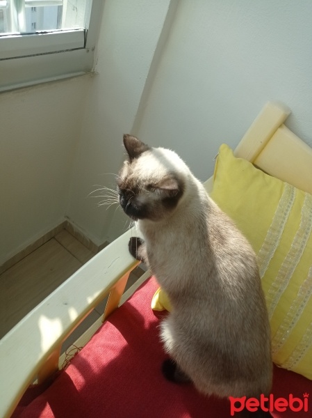 Birman, Kedi  Balım fotoğrafı