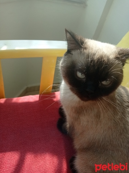 Birman, Kedi  Balım fotoğrafı