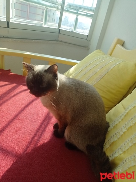 Birman, Kedi  Balım fotoğrafı