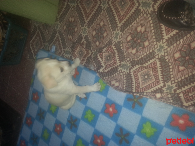 Golden Retriever, Köpek  Gece fotoğrafı