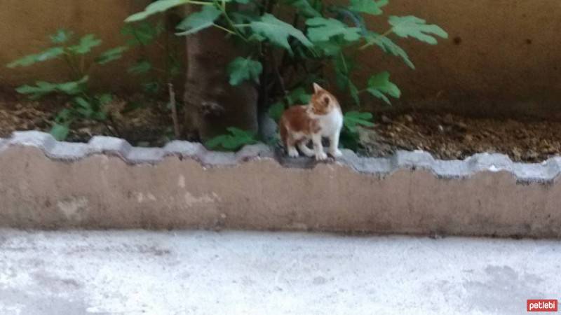 Abyssinian, Kedi  ŞEFTALİ      ....yuvalandı fotoğrafı