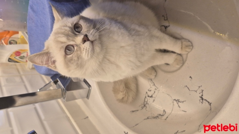 British Shorthair, Kedi  mişha fotoğrafı