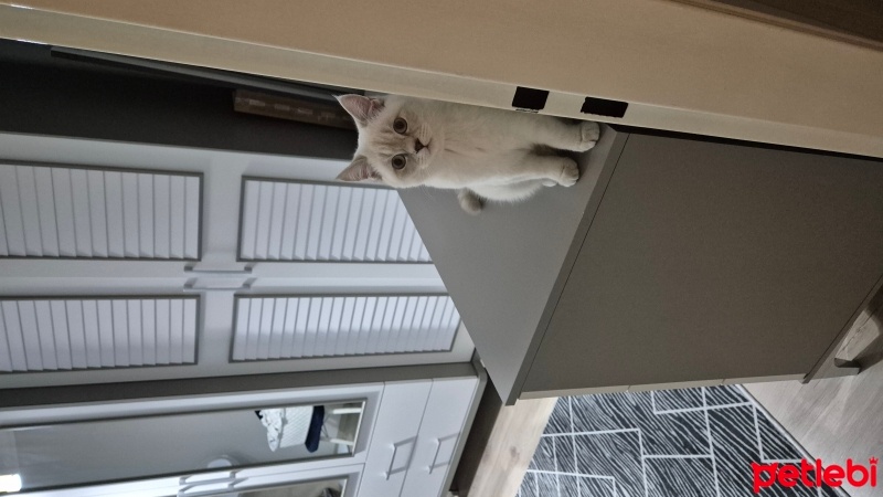 British Shorthair, Kedi  mişha fotoğrafı
