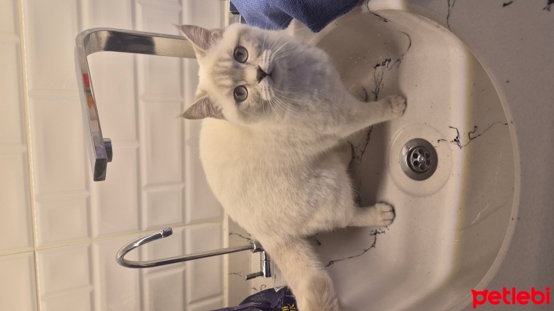 British Shorthair, Kedi  mişha fotoğrafı