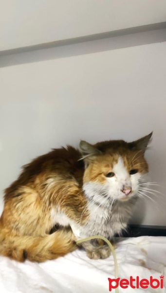 Soke, Kedi  Güneş fotoğrafı