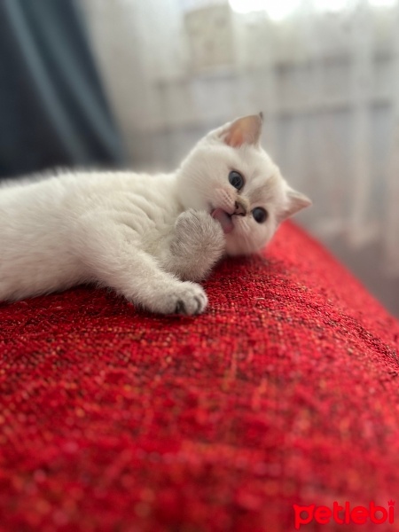 British Shorthair, Kedi  Lila fotoğrafı