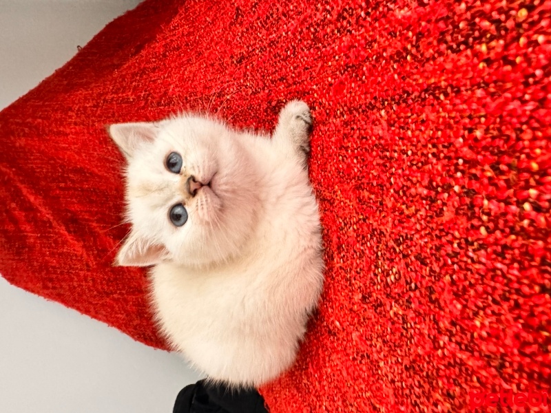British Shorthair, Kedi  Lila fotoğrafı