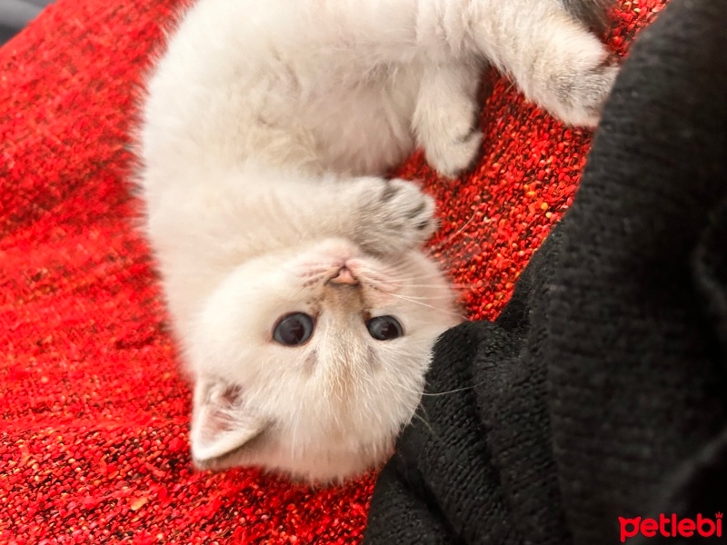 British Shorthair, Kedi  Lila fotoğrafı