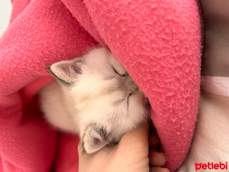 British Shorthair, Kedi  Lila fotoğrafı