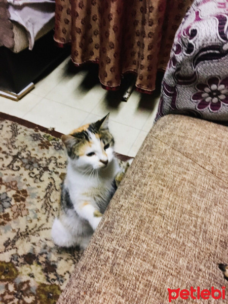 Siyam Kedisi, Kedi  Kizim fotoğrafı