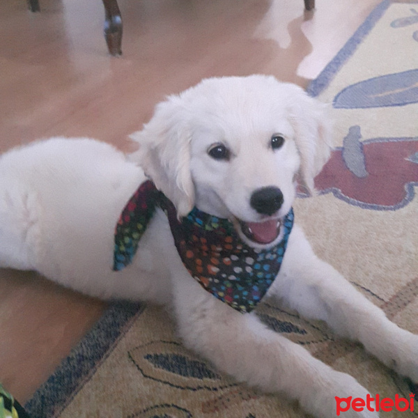 Golden Retriever, Köpek  ROBİN fotoğrafı