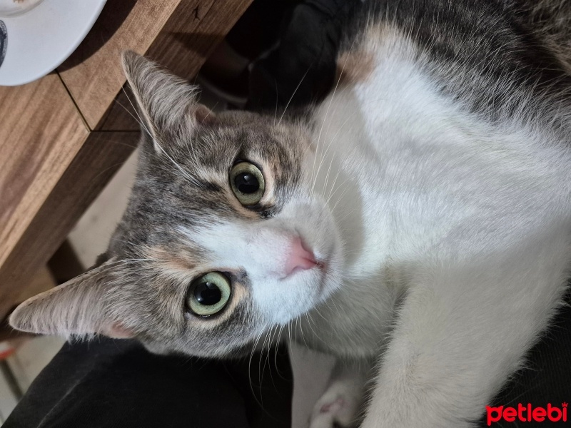 Tekir Kedi, Kedi  Lily fotoğrafı