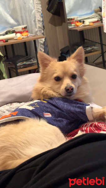 Chihuahua, Köpek  Çiko fotoğrafı