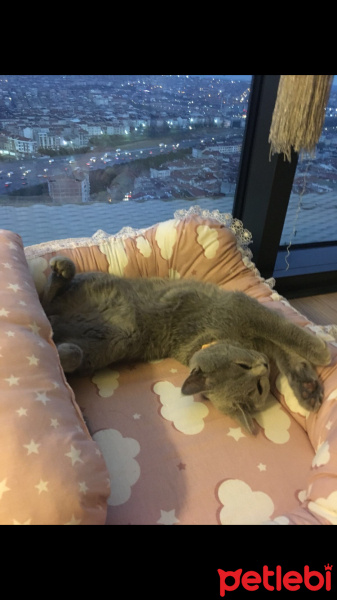 British Shorthair, Kedi  Waffle fotoğrafı