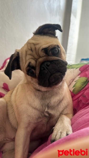 Pug, Köpek  Latte fotoğrafı